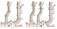 Drawing of how to cut trees for compass timber